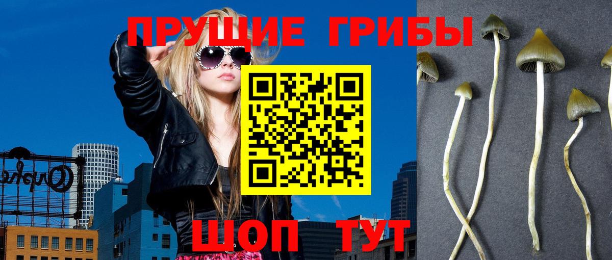 Псилоцибиновые грибы Psilocybe Иваново